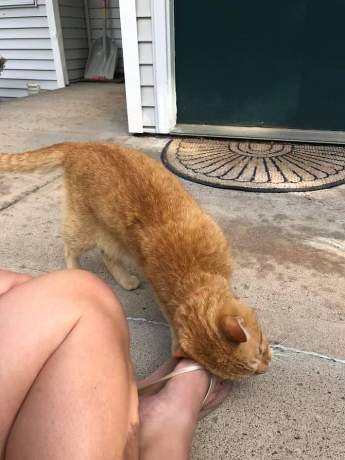 I Had Been Hearing Faint Meowing All Morning, But Figured It Was My Downstairs Neighbor’s Cat (I Live In An Upper Apartment)