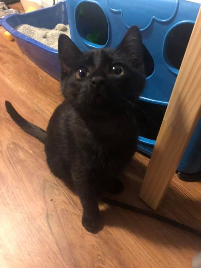 My House, Not My Kitty. I Came Home And My Kids Got A Kitten Apparently. My 3 Cats And Dog Aren’t Too Happy