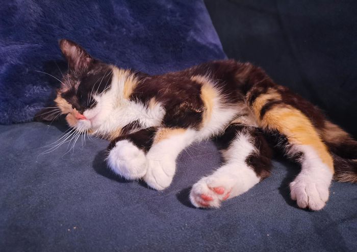 My House, My Couch, Not My Sleeping Beauty. Looks Like My New Apartment Is A Kitty Hotspot Now And Honestly I'm Kind Of Loving It