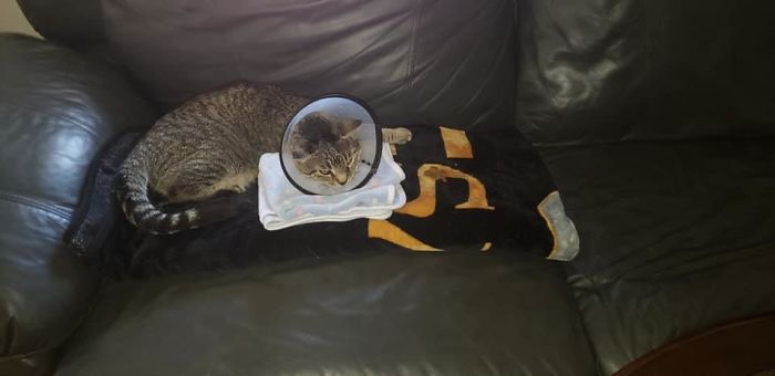 This Isn’t Even My Cat. It’s My Cats Friend “Brown Cat” Who Got In A Fight (I Think W A Dog)