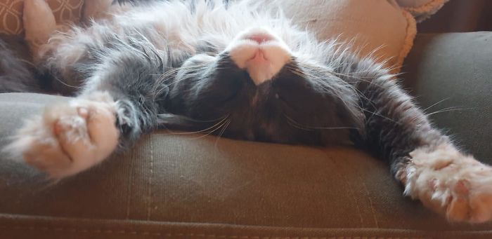 My House Not My Cat. Since A Couple Months This Norwegian Forest Cat Decided We Are It's Servants. The Cat Lives Somewhere In Our Street But Spent Most Of It's Time With Us Now. And We Love It!