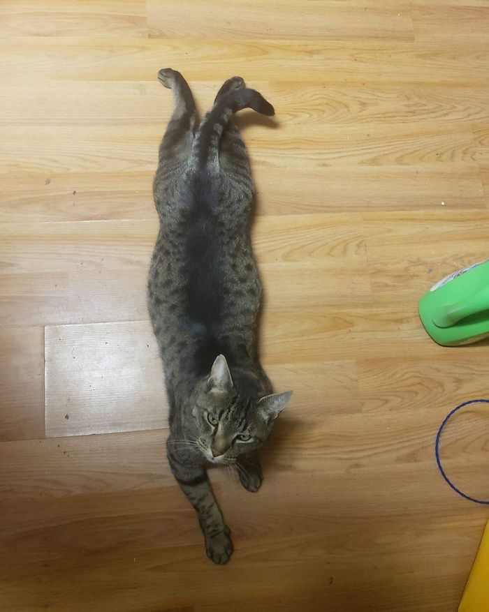 This Beautiful Girl Came With Our House. We Bought Our House Sight Unseen 2 Years Ago