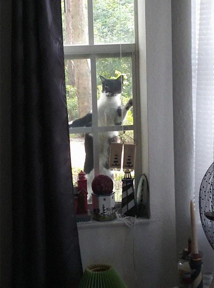 I Might Not Be Your Cat Now But I'm Working On It!