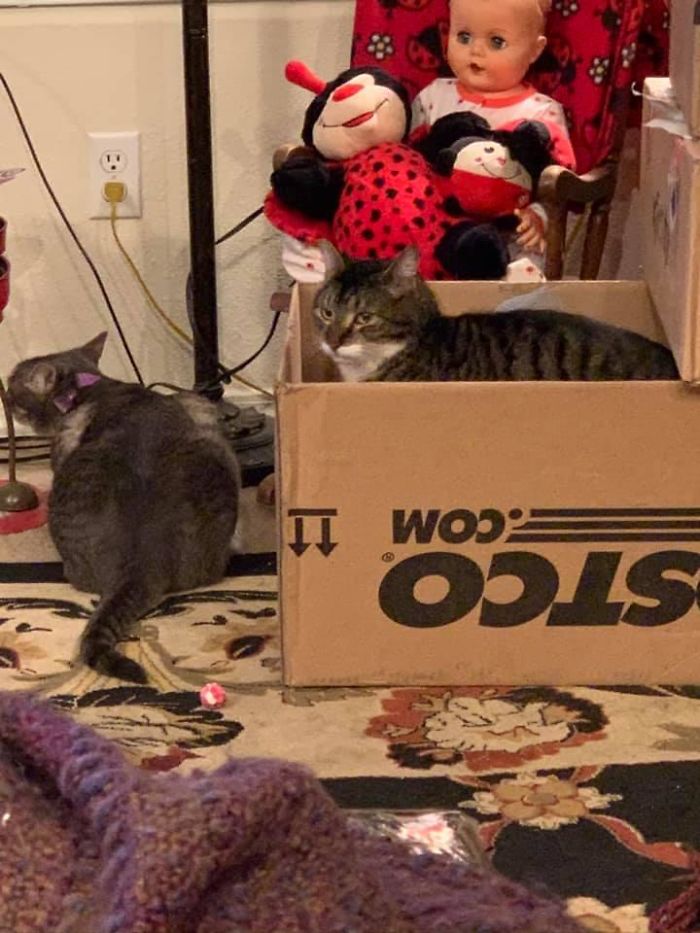 My Living Room, My Gray Cat, Not My Cat In The Box