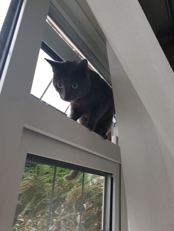 Excuse Me Sir But You're Not My Cat And This Is Not Your House, It's Mine