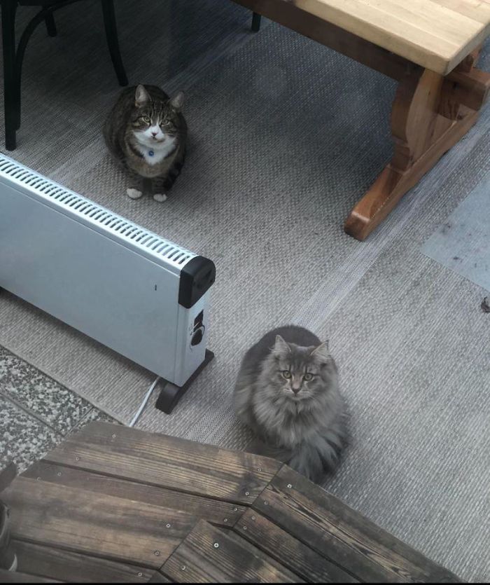 My House, Not My Cat (To The Right)