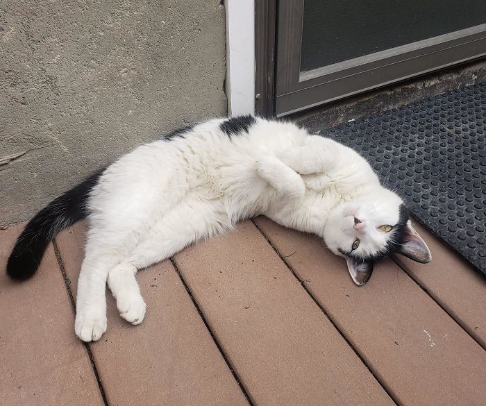 My House Not My Cat But I Think I'm Officially His Person. Waiting Patiently For Me To Let Him In, How Can I Say No?!