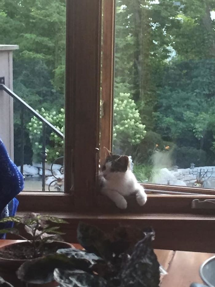 My House, Not My Cat(Yet)