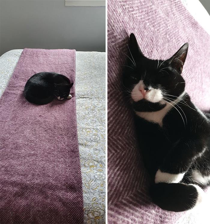 My House, My Bed, Not My Cat