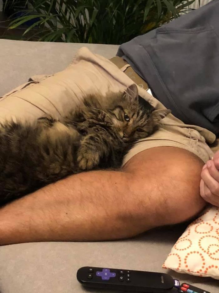 Once Again, My House, My Husband, Not My Cat! Somehow I Think Percy Has Adopted Us! He Fell Off To Sleep That Way But He Did Go Home Before Midnight, Bless Him!!!