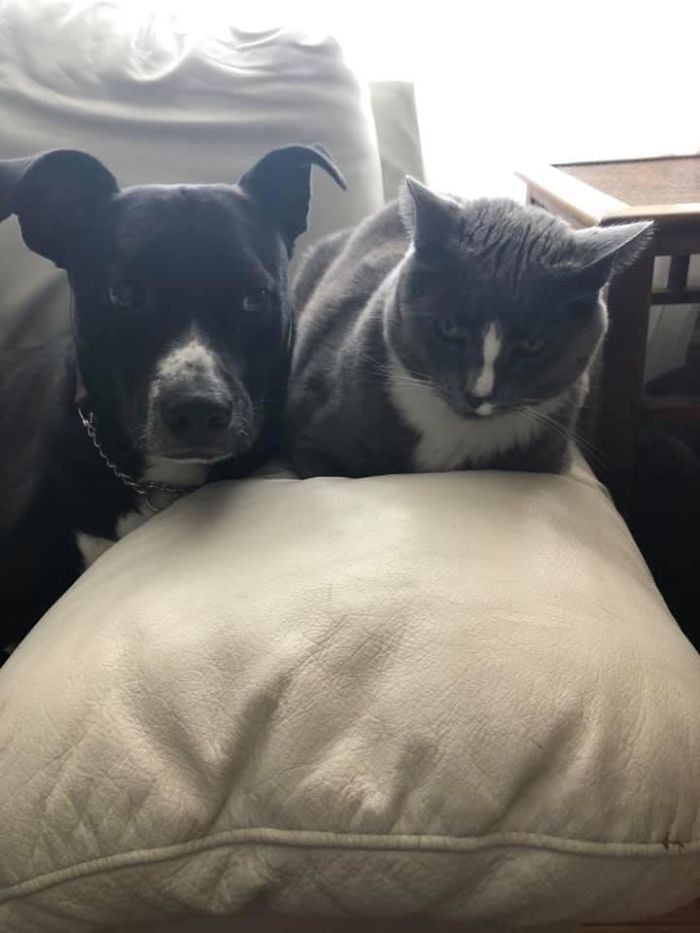 My House, My Dog, Not My Cat. My Neighbour’s Cat Has Been Visiting Us For 5 Years Now, And Has Whipped Two Dogs Into Shape.