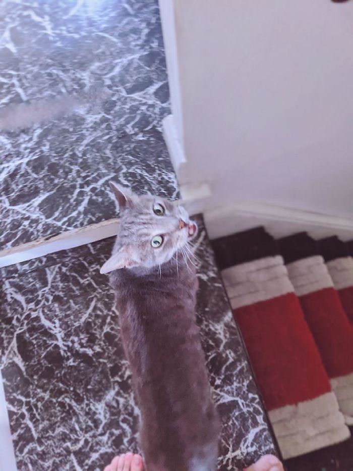 Saw A Grey Cat Wander Into My Bedroom Out Of The Corner Of My Eye... I Don't Own A Grey Cat