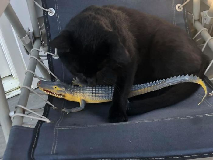 My House, My Chair, My Toy Gator....still Not My Cat