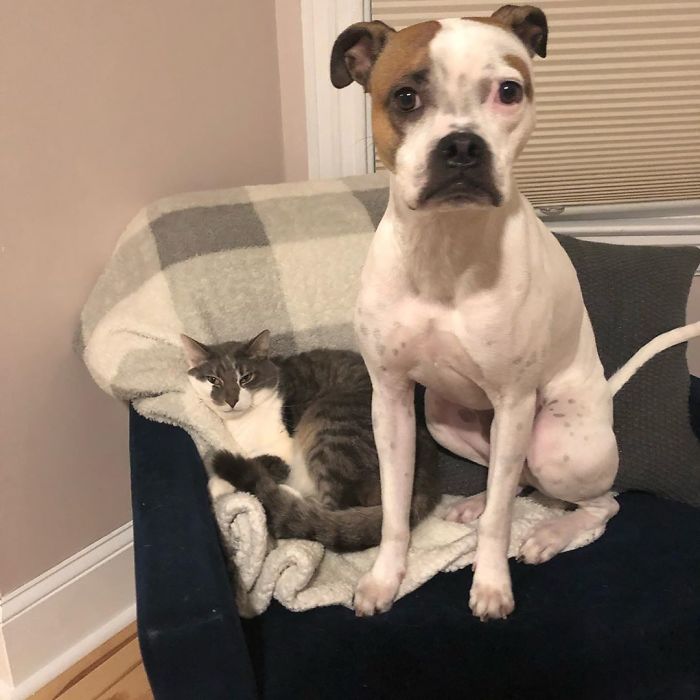 Pit Bull + Chinese Pug