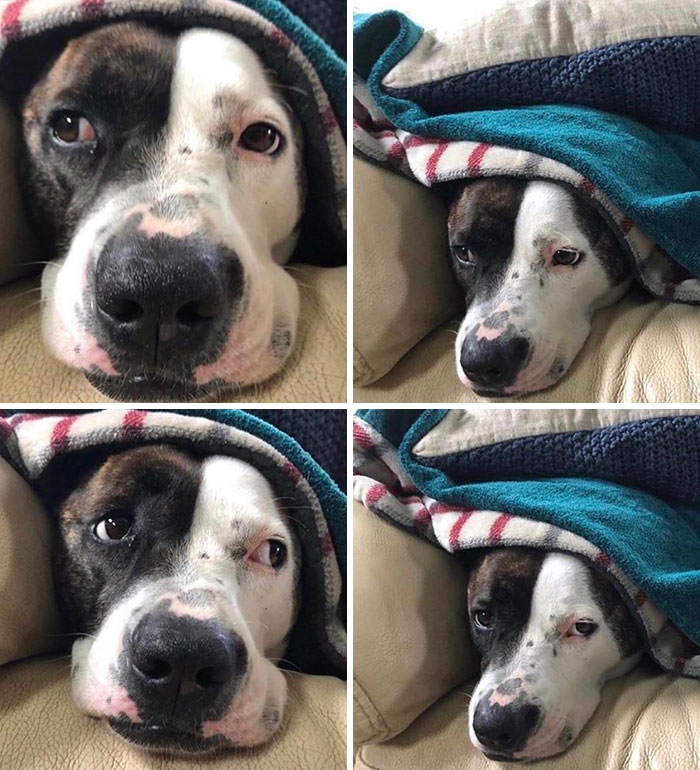 Pit Bull + Staffordshire