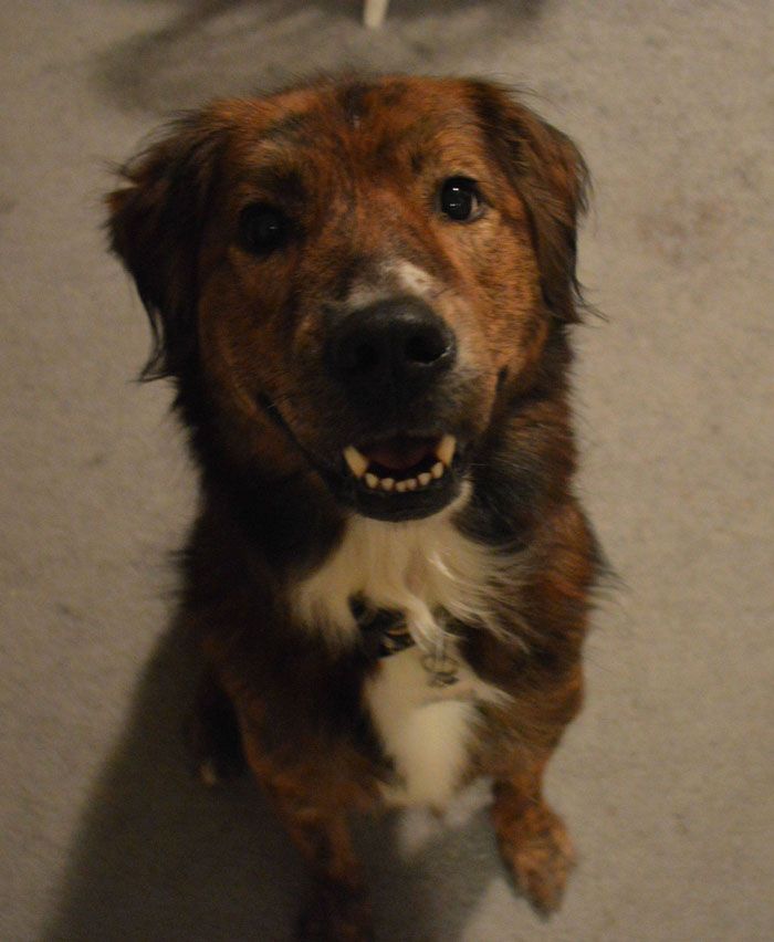 Pit Bull + Golden Retriever