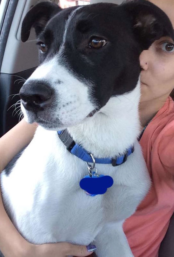 Pit Bull + Border Collie