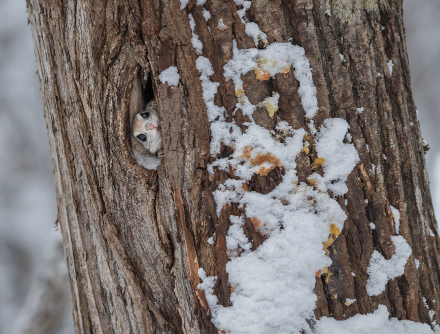 Pokemon-Japanese-Flying-Squirrels-Handa-Natsumi