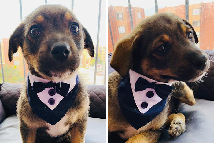 This Pup Was Dressed Up In A Tuxedo To Greet His New Family, Who Decided Not To Show Up