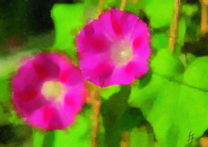 Purple Headed Morning Glory