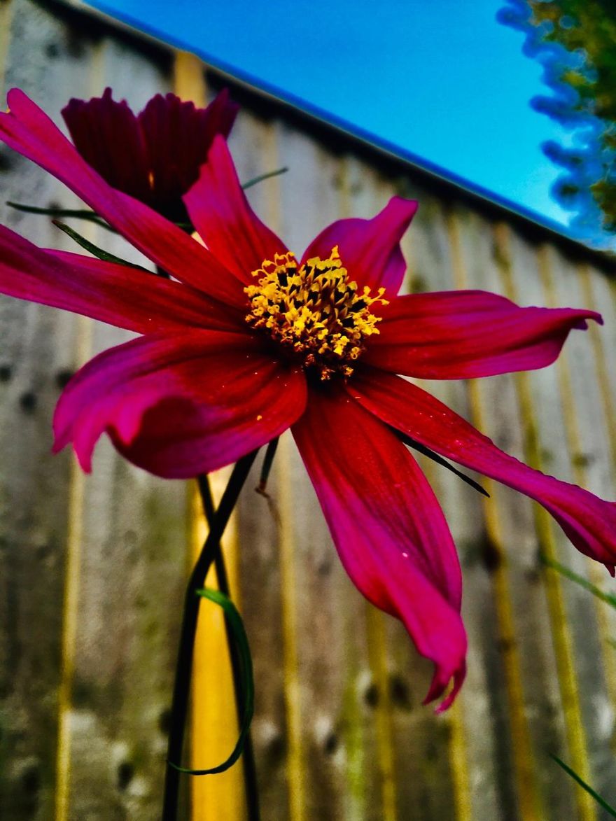 12 Yr Old Daughter Has Found Her Passion With An Old iPhone, I Am So Proud.