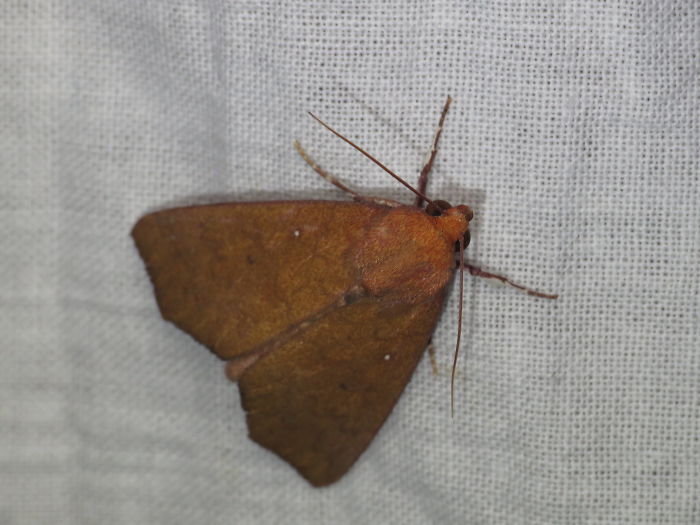 Person Asks Others "What Is The Most 'Why The Hell Do You Know That' Fact," Receives 30 Random Answers