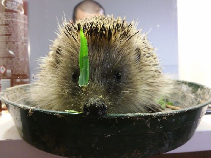 Person Asks Others "What Is The Most 'Why The Hell Do You Know That' Fact," Receives 30 Random Answers