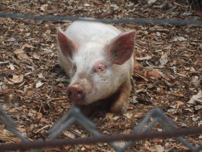 Person Asks Others "What Is The Most 'Why The Hell Do You Know That' Fact," Receives 30 Random Answers