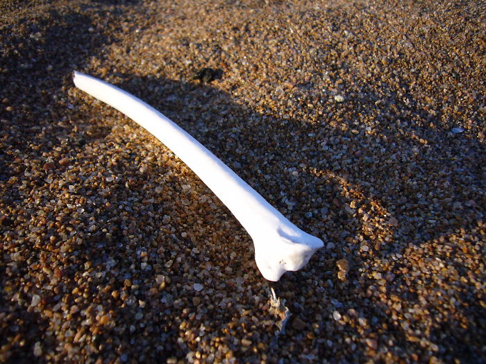 Person Asks Others "What Is The Most 'Why The Hell Do You Know That' Fact," Receives 30 Random Answers