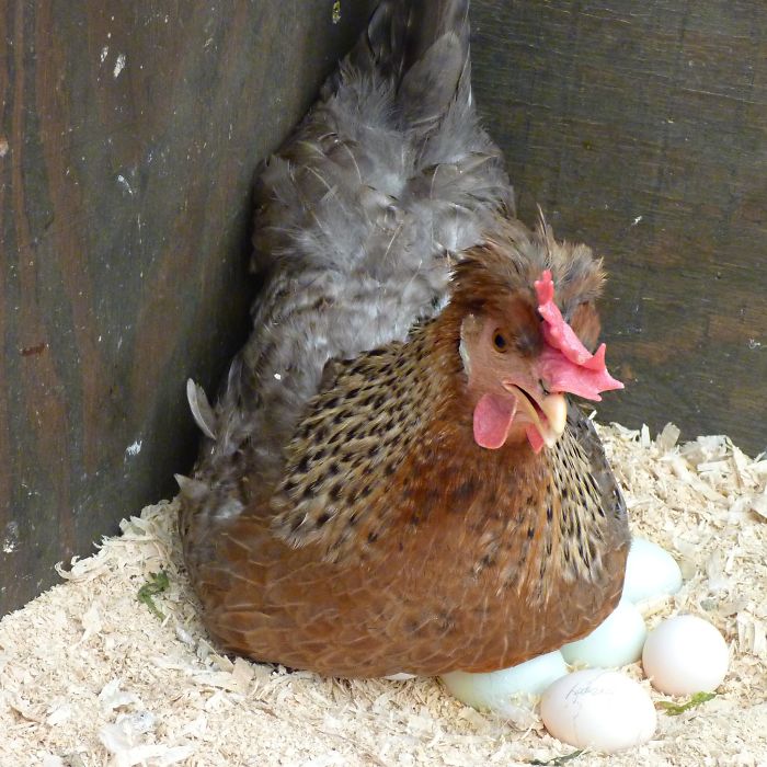 Person Asks Others "What Is The Most 'Why The Hell Do You Know That' Fact," Receives 30 Random Answers