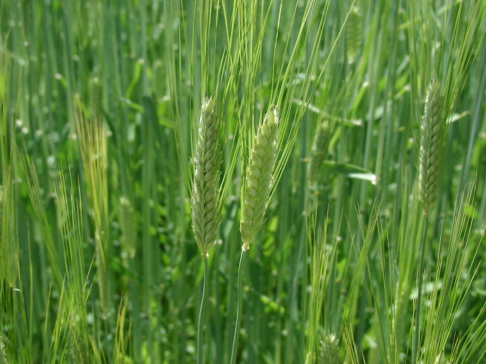 Person Asks Others "What Is The Most 'Why The Hell Do You Know That' Fact," Receives 30 Random Answers