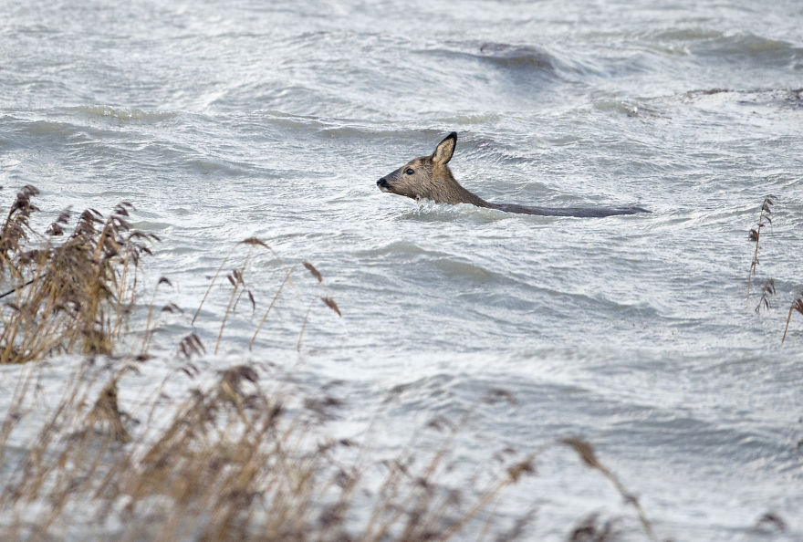 I’ve Been Photographing Storms During Dutch Tides For 7 Years, Here Are My 28 Pics To Capture Their Effect On Local Wildlife I’ve Been Photographing Storms During Dutch Tides For 7 Years, Here Are My 28 Pics To Capture Their Effect On Local Wildlife