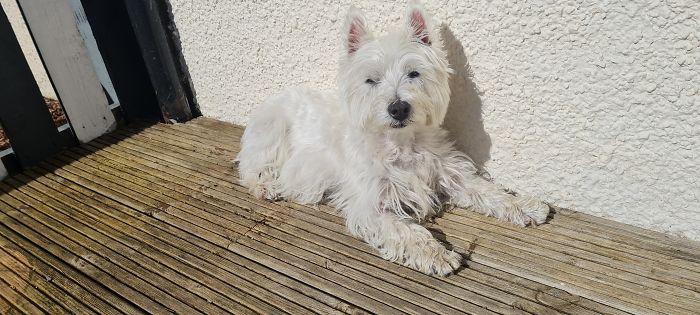 Meet Rosie The West Highland Terrier (Westie). A Total Bundle Of Cuteness Sunbathing