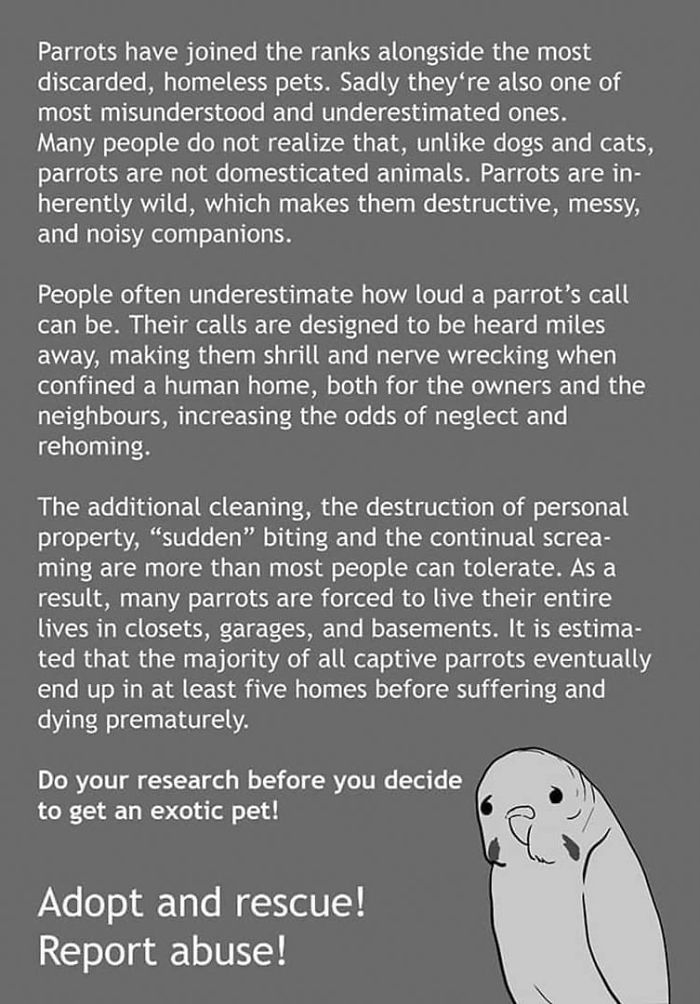 Artist Who Made People Cry With Her Animal Comics Is Back With Another Tearjerker, And It Might Be Her Saddest One Yet Artist Who Made People Cry With Her Animal Comics Is Back With Another Tearjerker, And It Might Be Her Saddest One Yet