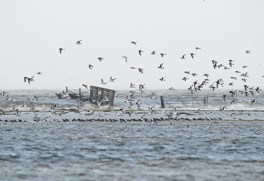 I’ve Been Photographing Storms During Dutch Tides For 7 Years, Here Are My 28 Pics To Capture Their Effect On Local Wildlife I’ve Been Photographing Storms During Dutch Tides For 7 Years, Here Are My 28 Pics To Capture Their Effect On Local Wildlife