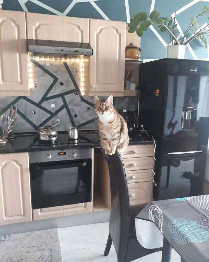 That's Peter, My 16 (Or 17) Years Old Cat Who Normally Jumps In The Sink From That Chair. He Loves Milk, But Shits Himself Afterwards. Attacks My Girlfriend Every Night Right Before Cuddling With Her And He Screams In The Middle Of The Night. He's A Snob Who Hates Cheap Food