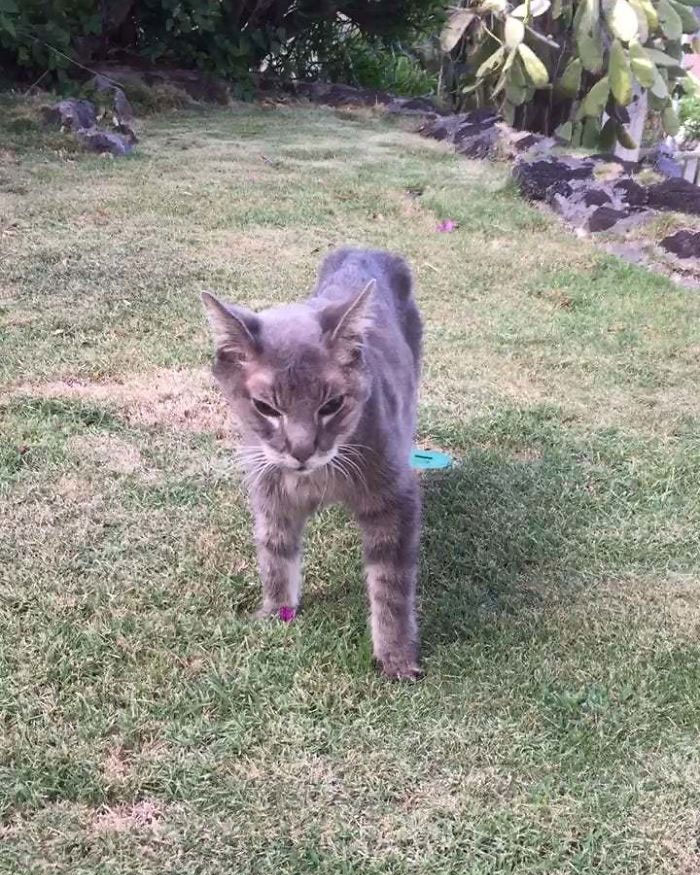 My 22 Year Old (Indoor) Cat Taking In The Outside World