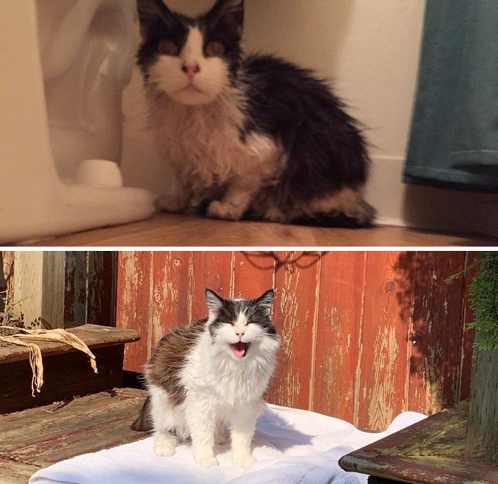 Adopting A Senior Cat (15+) Was The Greatest Choice I’ve Ever Made. Happy 3rd “Birthday” Kuro!