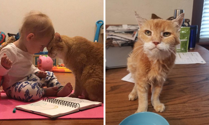 40 Encantadoras fotos de gatos ancianos haciendo lo que mejor se les da