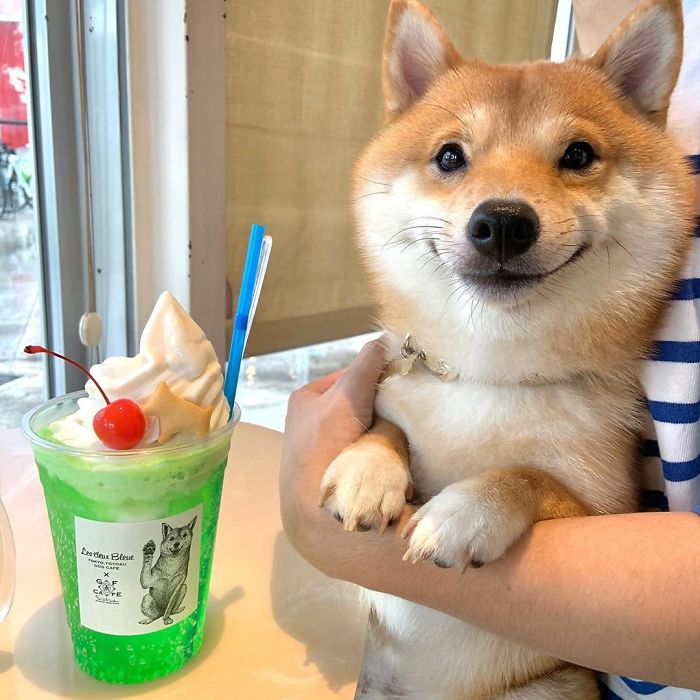 Smilling-Shiba-Pics
