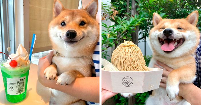 Shiba Inu Goes Viral For His Love Of Smiling, Especially After Seeing Food (30 Pics)