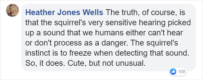 Video Of A Squirrel Who Encounters An Error While Eating Nuts Is Going Viral For How Well It Sums Up The 2020 Mood Video Of A Squirrel Who Encounters An Error While Eating Nuts Is Going Viral For How Well It Sums Up The 2020 Mood
