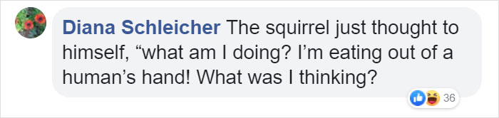 Video Of A Squirrel Who Encounters An Error While Eating Nuts Is Going Viral For How Well It Sums Up The 2020 Mood Video Of A Squirrel Who Encounters An Error While Eating Nuts Is Going Viral For How Well It Sums Up The 2020 Mood