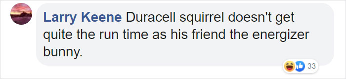 Video Of A Squirrel Who Encounters An Error While Eating Nuts Is Going Viral For How Well It Sums Up The 2020 Mood Video Of A Squirrel Who Encounters An Error While Eating Nuts Is Going Viral For How Well It Sums Up The 2020 Mood
