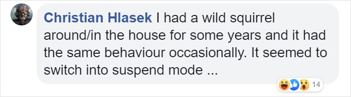 Video Of A Squirrel Who Encounters An Error While Eating Nuts Is Going Viral For How Well It Sums Up The 2020 Mood Video Of A Squirrel Who Encounters An Error While Eating Nuts Is Going Viral For How Well It Sums Up The 2020 Mood