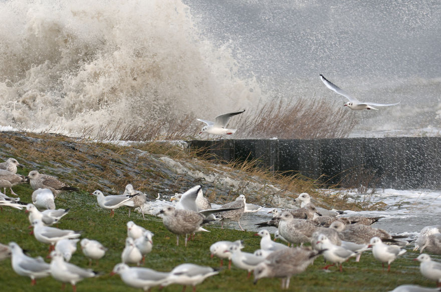 I’ve Been Photographing Storms During Dutch Tides For 7 Years, Here Are My 28 Pics To Capture Their Effect On Local Wildlife I’ve Been Photographing Storms During Dutch Tides For 7 Years, Here Are My 28 Pics To Capture Their Effect On Local Wildlife