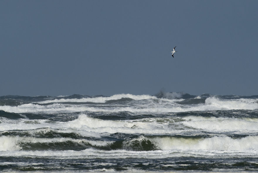 I’ve Been Photographing Storms During Dutch Tides For 7 Years, Here Are My 28 Pics To Capture Their Effect On Local Wildlife I’ve Been Photographing Storms During Dutch Tides For 7 Years, Here Are My 28 Pics To Capture Their Effect On Local Wildlife