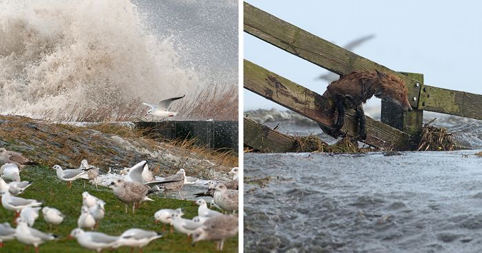 I’ve Been Photographing Storms During Dutch Tides For 7 Years, Here Are My 28 Pics To Capture Their Effect On Local Wildlife