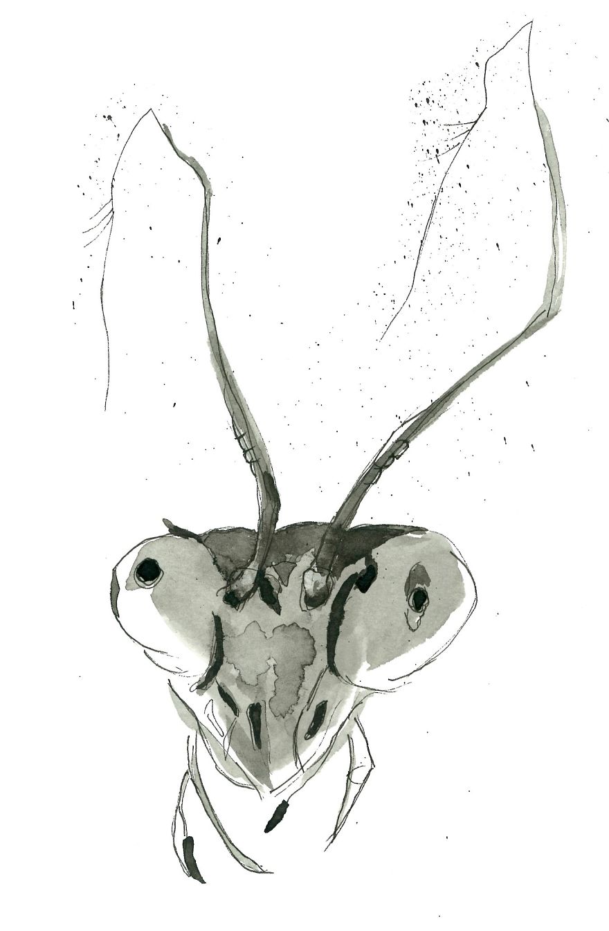 Aedyn Jak Art From His Books