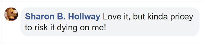 These 13-Inch Succulent Christmas Trees Are Ideal For Celebrating In A Small Space These 13-Inch Succulent Christmas Trees Are Ideal For Celebrating In A Small Space